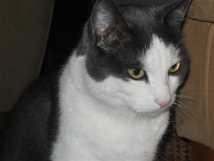 Huskat Silke - Hvad har silke lige fået øje på her ??? billede 5