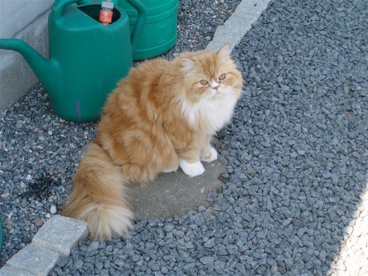 Blanding af racer dolph billede 11