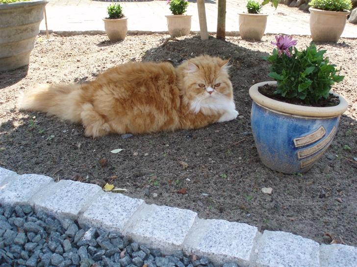 Blanding af racer dolph billede 12