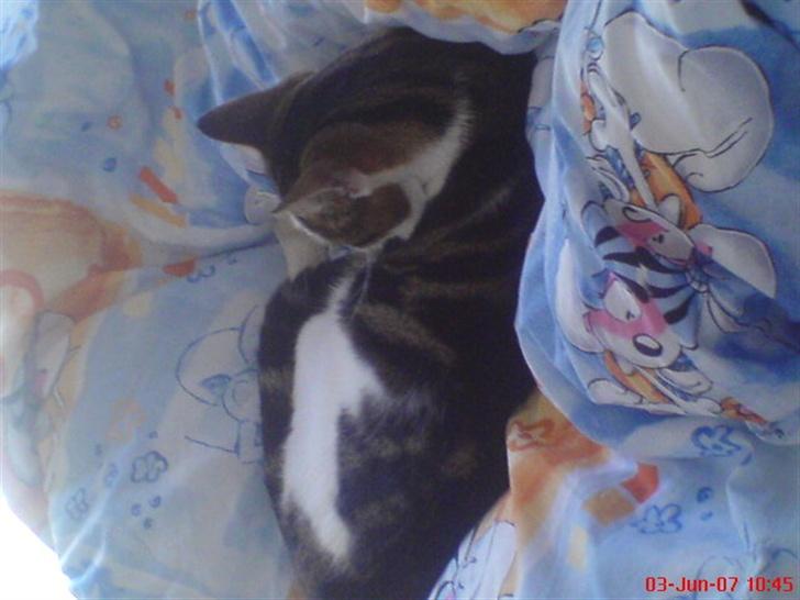 Huskat Pjevs *Bort givet* :'[ <3 - Vender forkert . Sorry? Han er ikke særlig fotogen !! billede 7