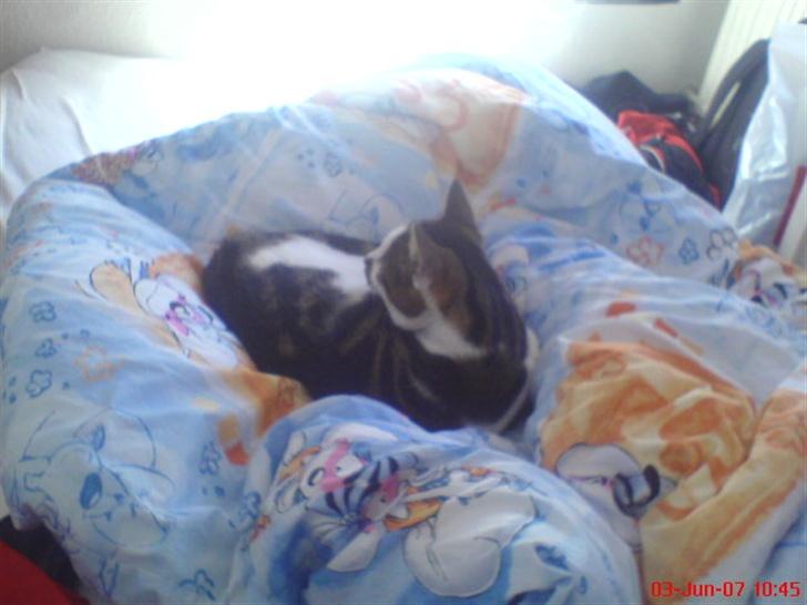 Huskat Pjevs *Bort givet* :'[ <3 - Den dyne har du lagt meget i . <3 billede 8