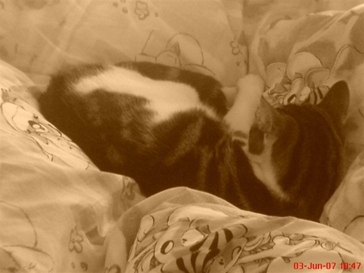 Huskat Pjevs *Bort givet* :'[ <3 - Hehe .. <3 ?  billede 9