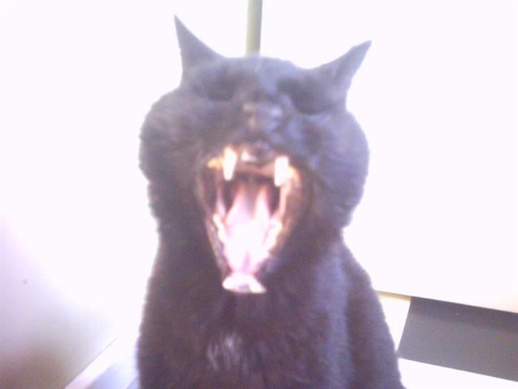 Huskat Fede (Død) :'( - Øøj! Man bliver helt bange ;D Men han gaber kun ;) hehe..  billede 9