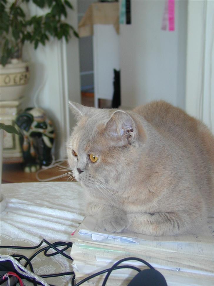 British Shorthair charlott - dagen før charlott blev kastrat billede 1