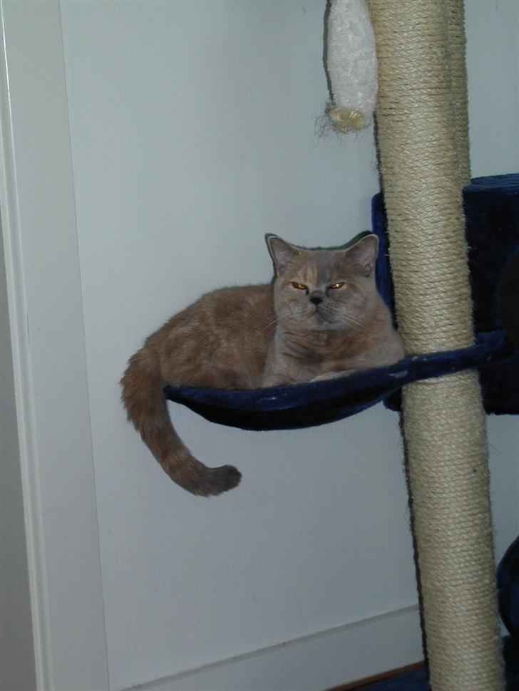 British Shorthair charlott billede 2