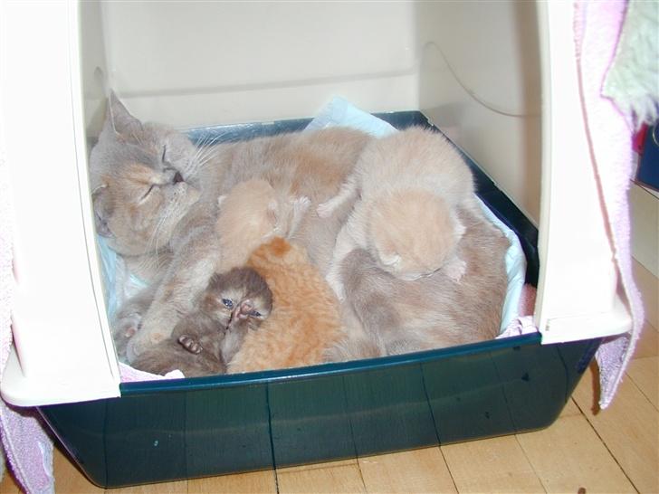 British Shorthair charlott - charlott med sit kuld killinger billede 3