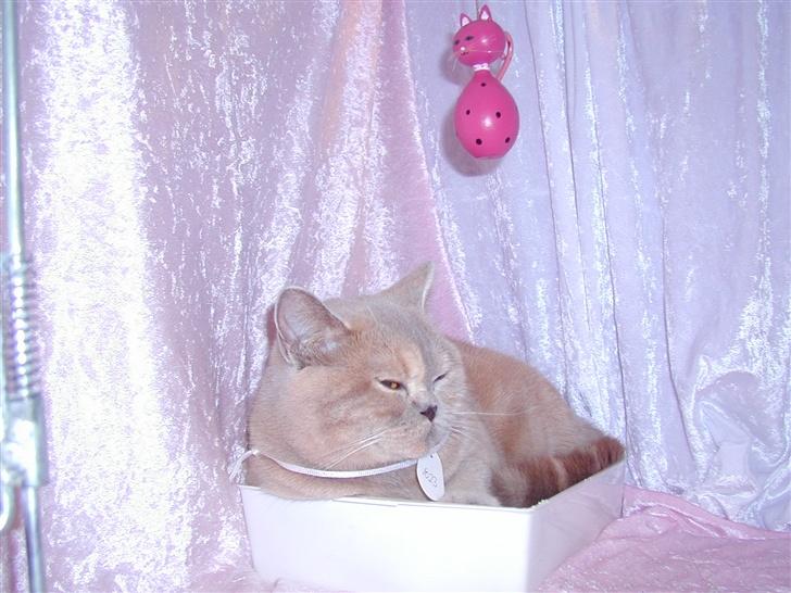 British Shorthair charlott - charlott på en af de udstillinger vi har været på billede 4