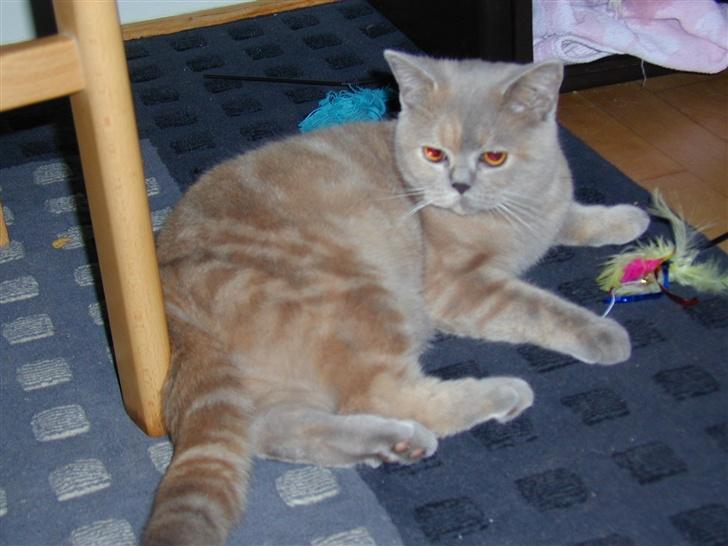 British Shorthair charlott - her er charlott ca 2 år billede 5