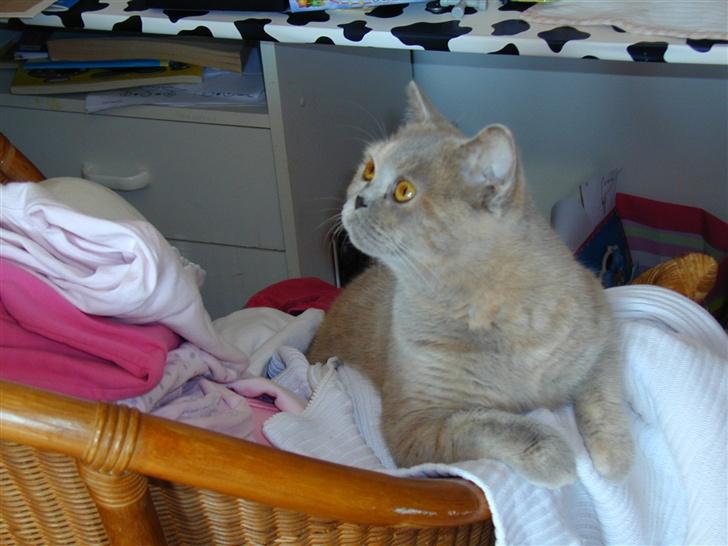 British Shorthair charlott - charlott ligger og holer nøje øje på vorers marsvin so hun er meget glad for billede 6