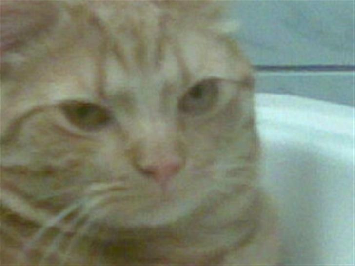 Huskat mulle billede 2