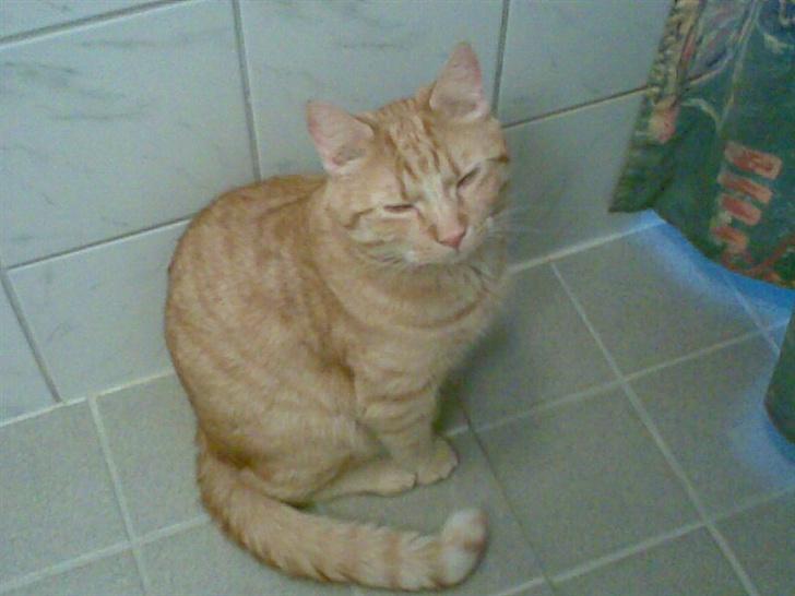 Huskat mulle billede 4