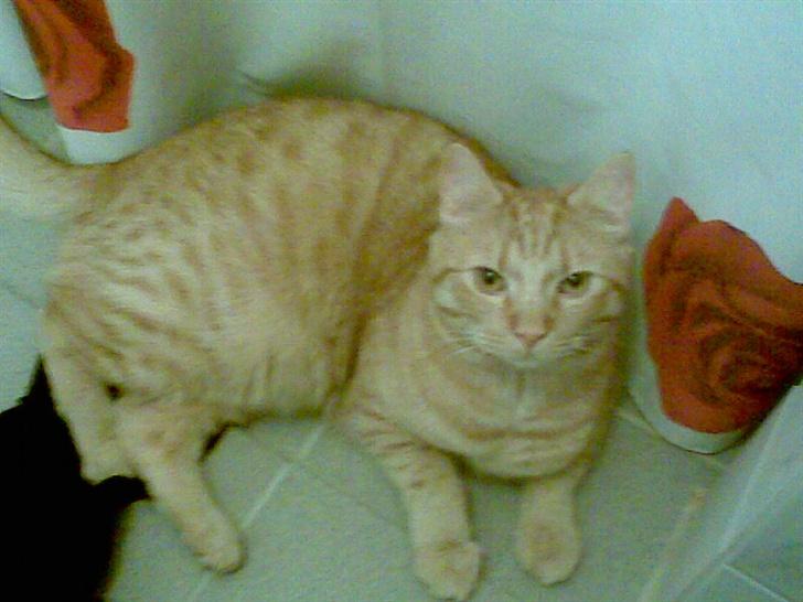 Huskat mulle billede 5