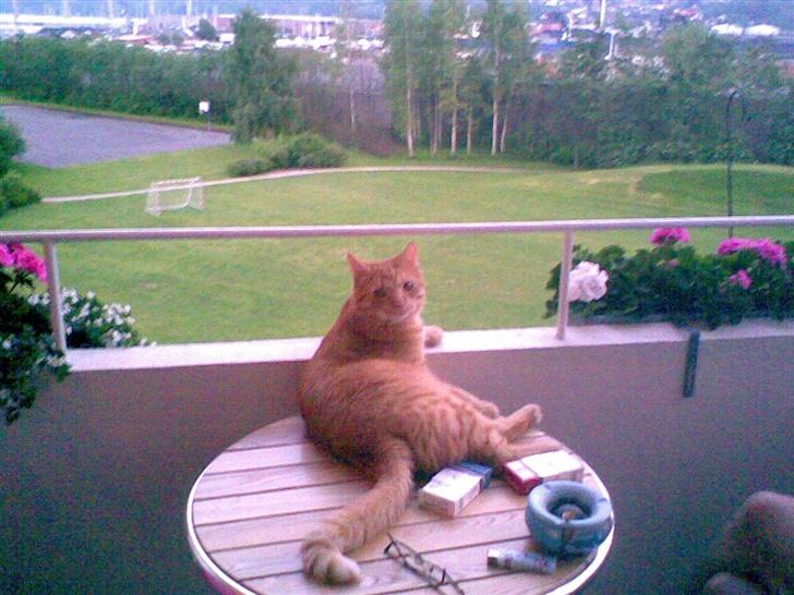 Huskat mulle billede 8