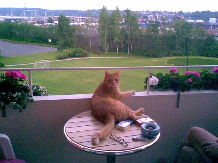 Huskat mulle billede 9