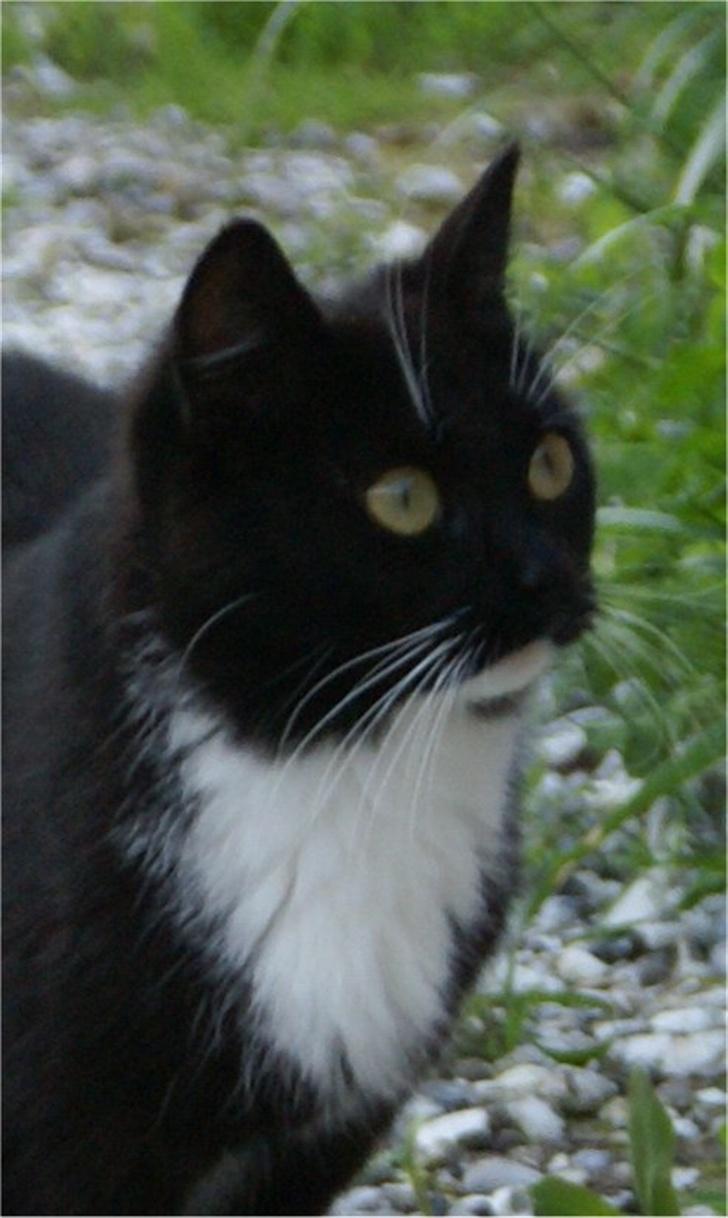 Huskat Baronesse billede 11