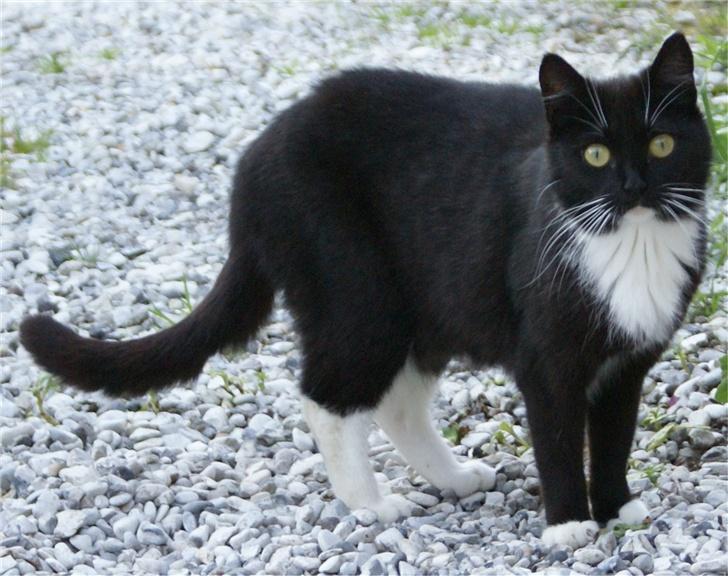 Huskat Baronesse billede 12