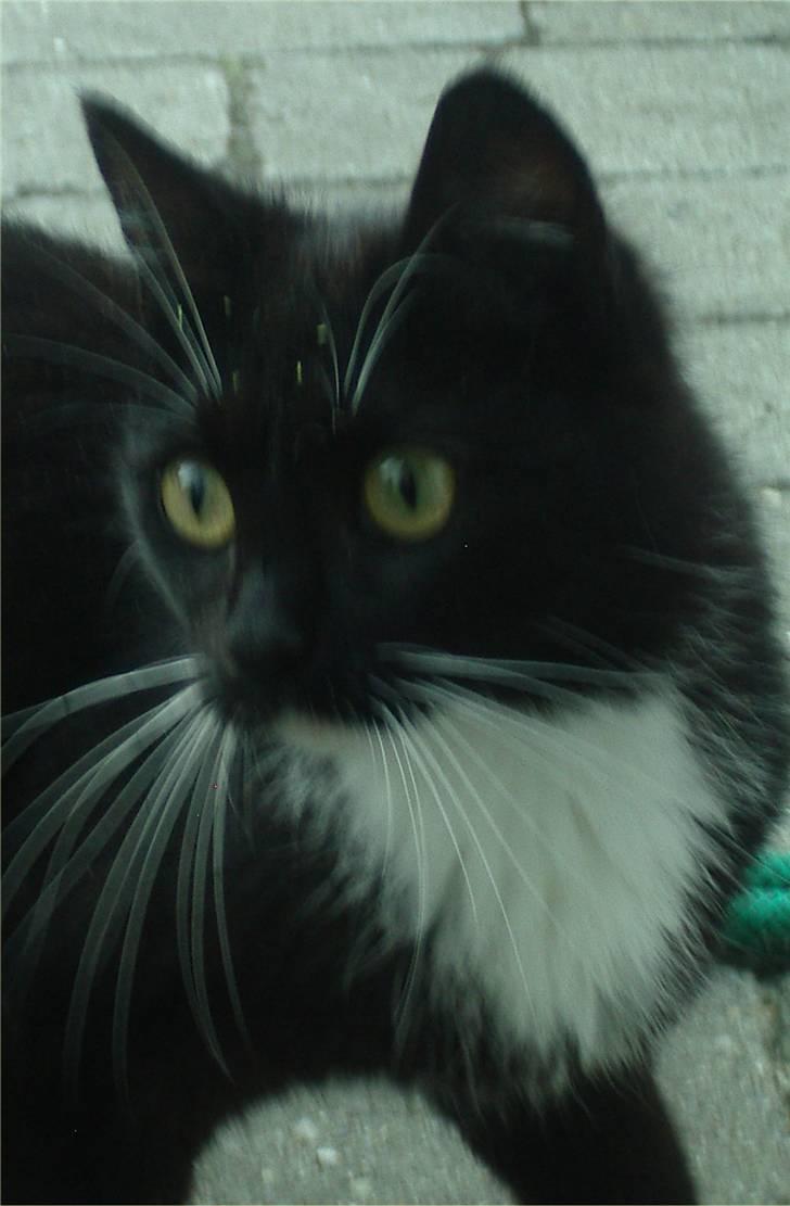 Huskat Baronesse billede 13