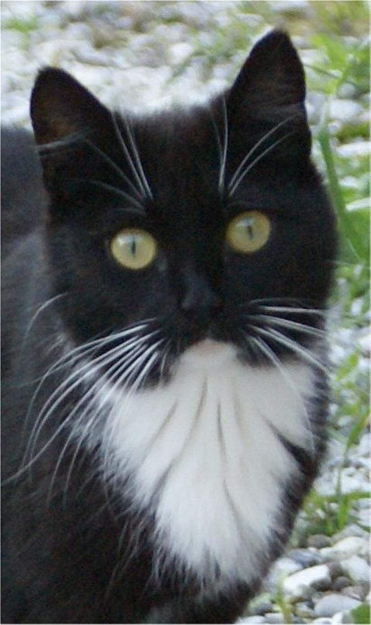 Huskat Baronesse - Igen får vi en demonstration på hendes smukke øjne.. billede 14