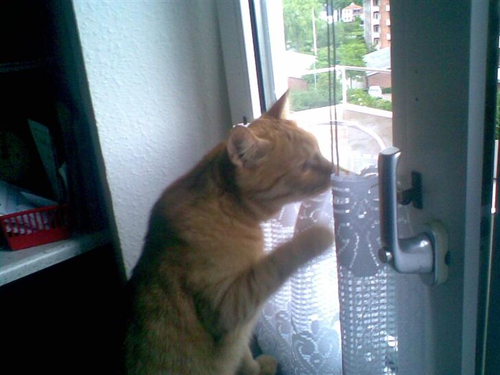 Huskat mulle billede 10