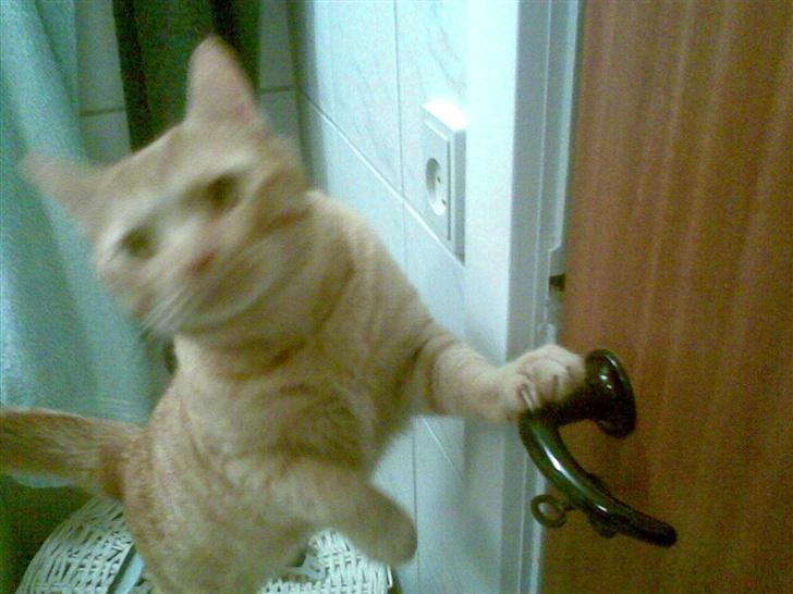 Huskat mulle billede 11