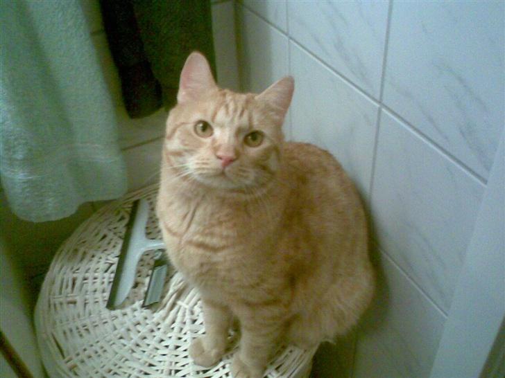 Huskat mulle billede 12