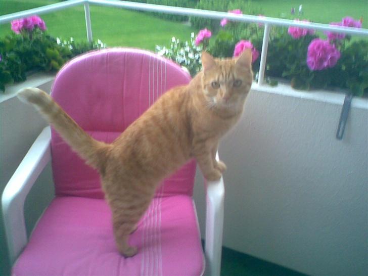 Huskat mulle billede 13