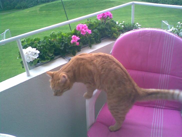 Huskat mulle billede 14