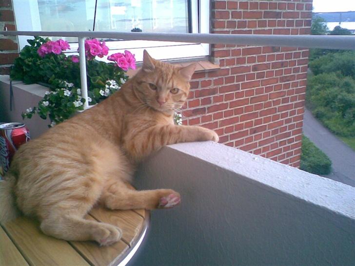 Huskat mulle billede 15