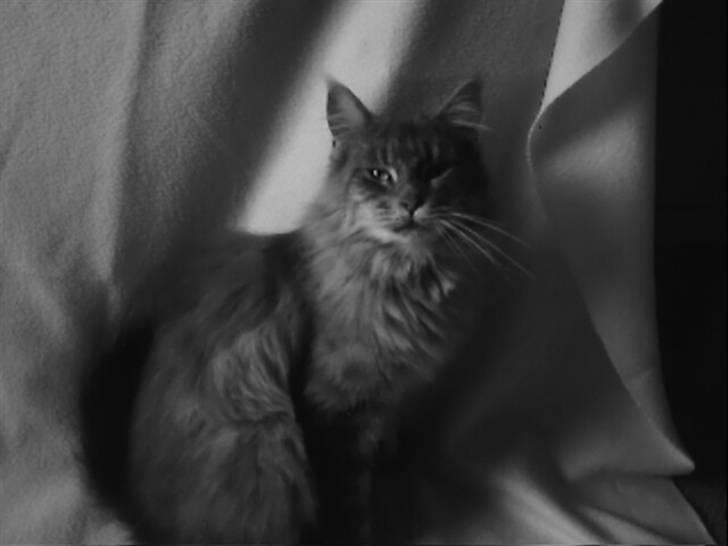 Maine Coon Pheobe billede 1