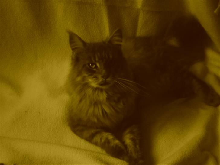 Maine Coon Pheobe billede 2