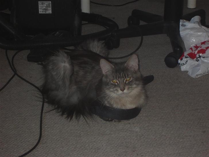 Maine Coon Pheobe billede 3