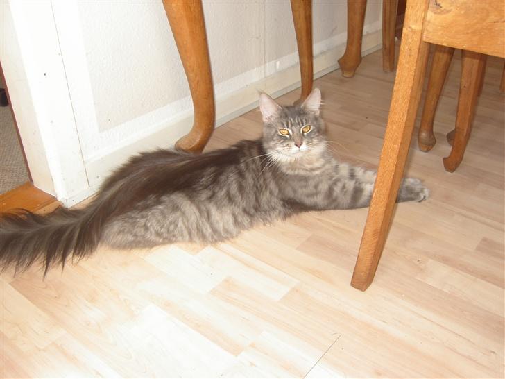 Maine Coon Pheobe billede 4