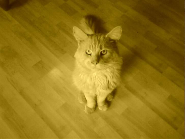 Maine Coon Joey billede 1