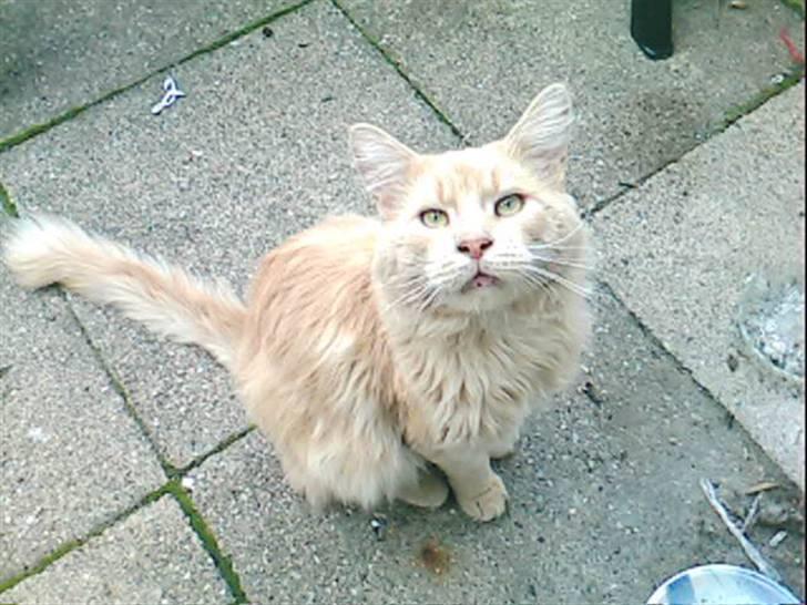 Maine Coon Joey billede 2