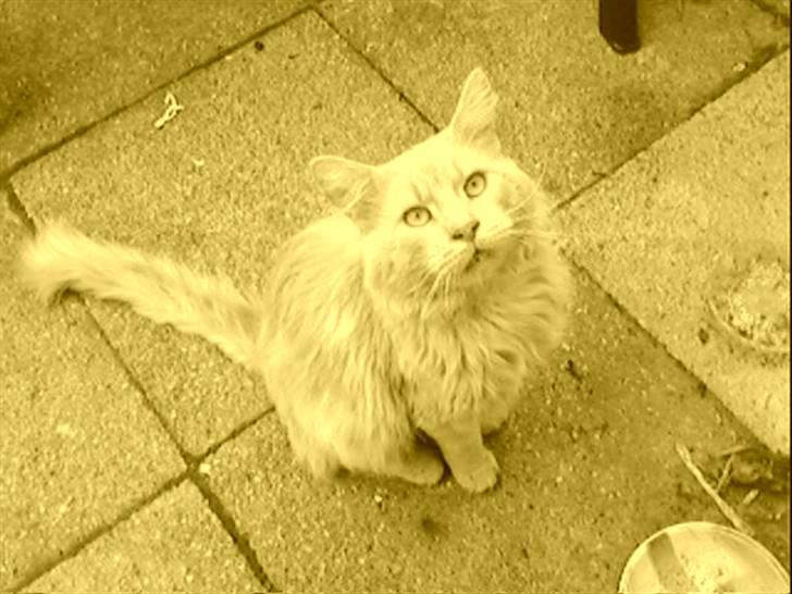 Maine Coon Joey billede 3