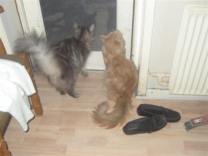 Maine Coon Joey billede 4