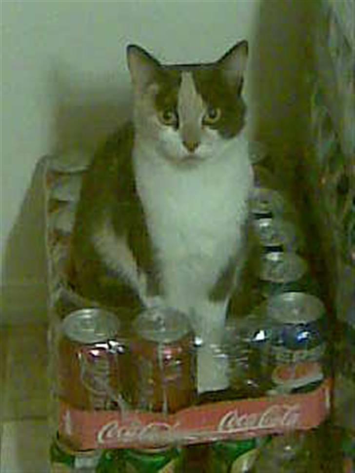 Huskat Maja <33 ;b - Hej her sidder jeg? :D billede 1