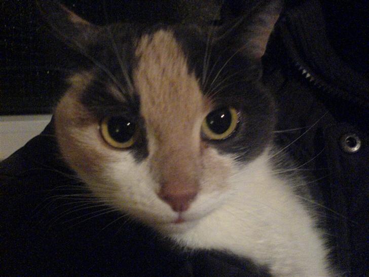 Huskat Maja <33 ;b - se lille mig billede 2