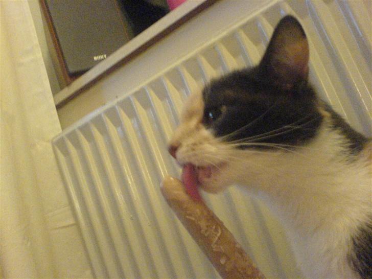 Huskat Maja <33 ;b - mig og min is er gode venner <3<3< 3  min is billede 3