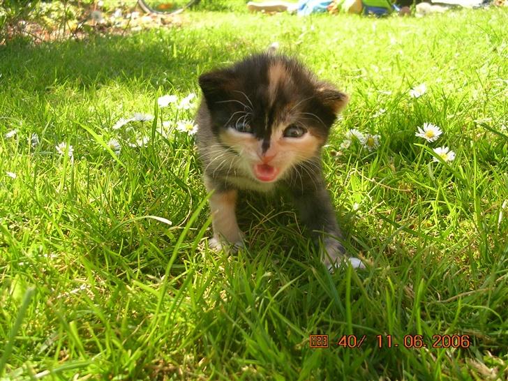 Huskat Maja <33 ;b - maja s barn men er død :(:(  billede 4