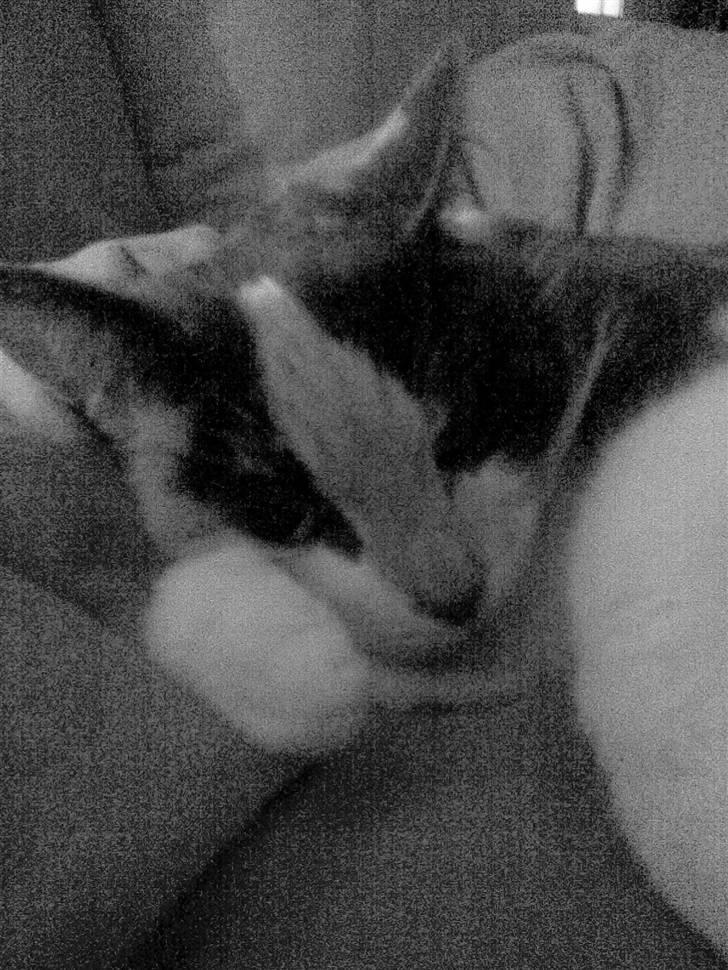 Huskat Maja <33 ;b - maja s barn men er død :( billede 5