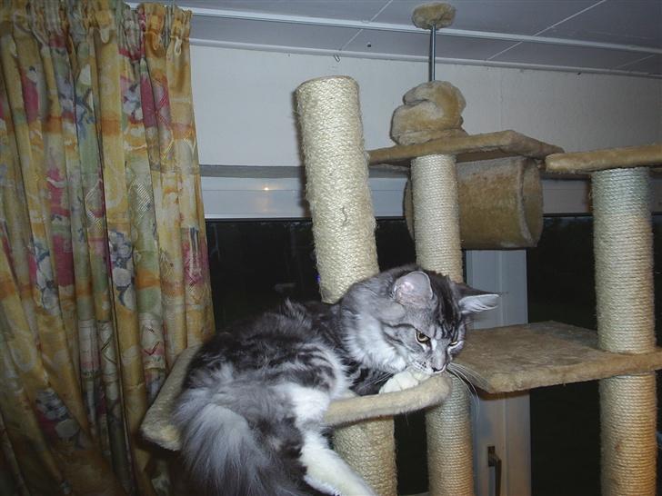 Maine Coon DK frøik amigo billede 19