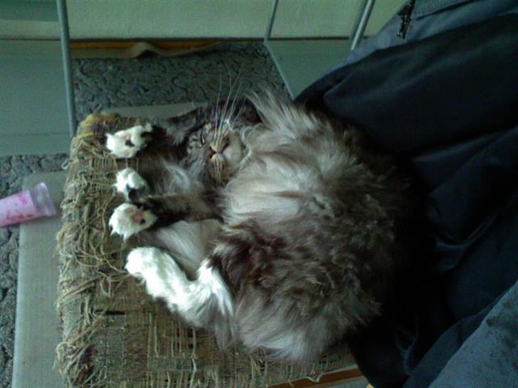 Maine Coon ally billede 7