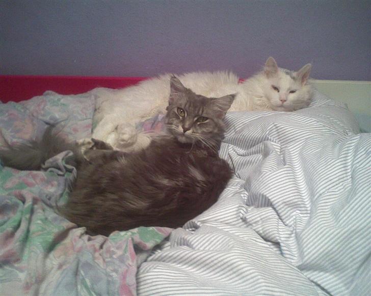 Maine Coon Jønke billede 15