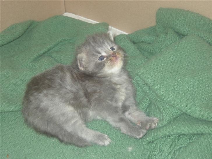 Maine Coon Kenzo - lille kenzo da han var HEEELT lille i nu.. =o) billede 8