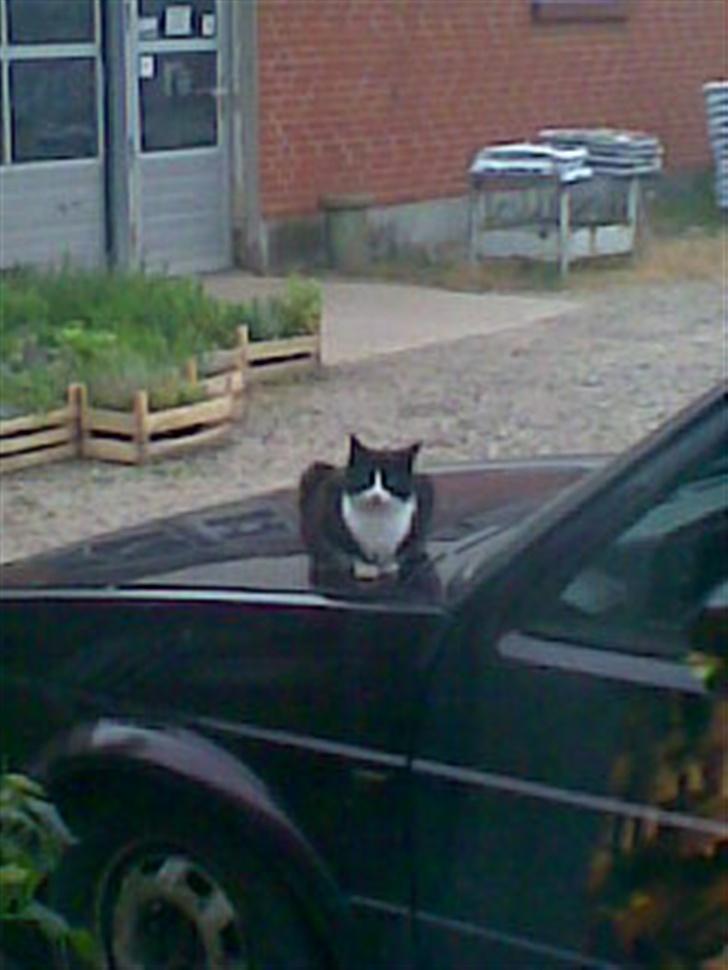 Huskat ¤Piv¤ billede 10