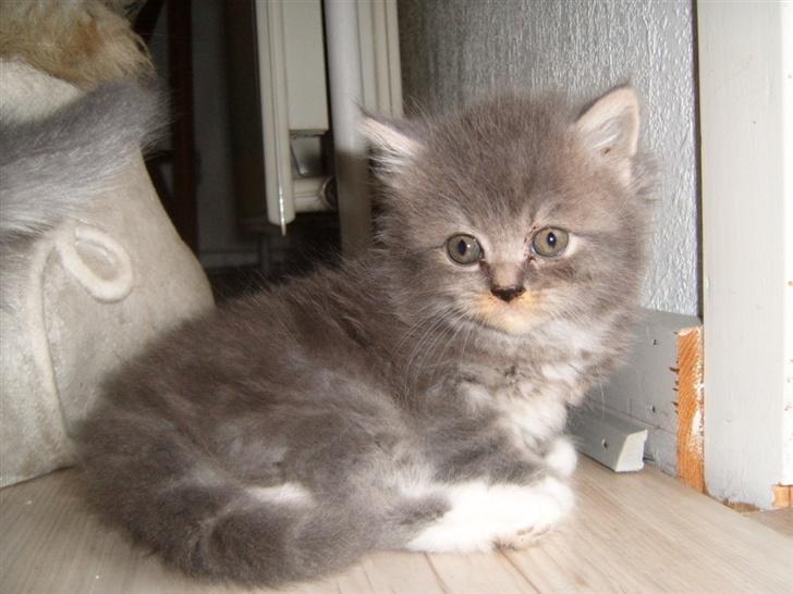 Blanding af racer Terkle P. POLY billede 6