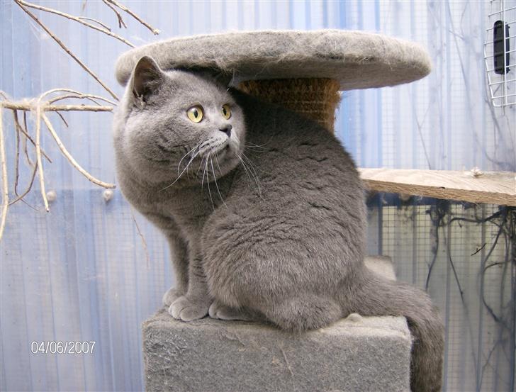 British Shorthair Syriam's Figaro billede 1