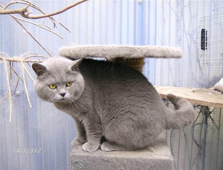 British Shorthair Syriam's Figaro billede 2