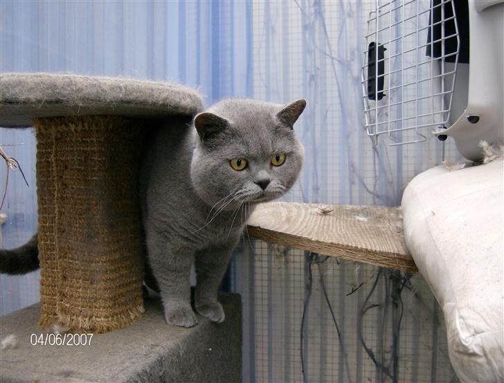 British Shorthair Syriam's Figaro billede 3